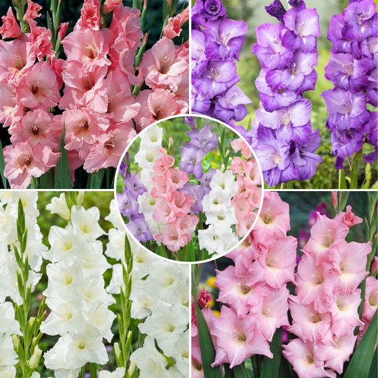 Plant in a Box - Gladiolus - Mix van 60 - Gladiolus bloembollen - Rijkbloeiende gladiolen in pastel kleuren - Zomertuin - Zomerbloeiers
