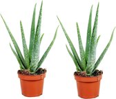 Plant in a Box - Set van 2 Aloë Vera - Kamerplanten - Succulenten - Pot 10,5cm - Hoogte 25-40cm
