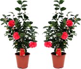 Plant in a Box - Camellia Japonica - Set van 2 - Winterhard - Japanse Roos - Tuinplant - Pot 19cm - Hoogte 60-70cm