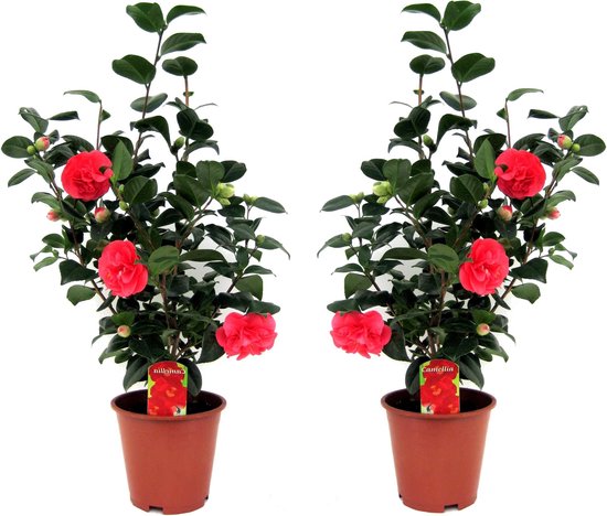 Plant in a Box - Set de 2 Camellia Japonica - Pot ⌀ 19cm - Hauteur ↕ 65-75cm