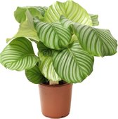 Bol.com Plant in a Box - Calathea Orbifolia - Kamerplant - Pauwenplant - Pot 21cm - Hoogte 55-60cm aanbieding