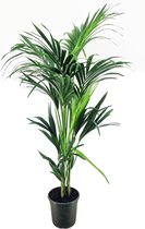 Plant in a Box - Howea Forsteriana - Kentia palm - XL Groene kamerplant - Pot 21cm - Hoogte 130-140cm