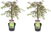 Plant in a Box - Acer palmatum 'Inaba-shidare' - Set de 2 - Esdoorn Hardy - Pot 13cm - Hauteur 30-40cm