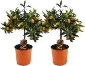 Plant in a Box - Citrus microcarpa fortunella Kumquat - Set de 2 - Citrus Kumquat - Citronnier rustique - Pot 19cm - Hauteur 50-60cm