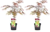 Plant in a Box - Acer palmatum 'Garnet' - Set van 2 Japanse Esdoorns Winterhard - Pot 19cm - Hoogte 60-70cm