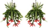 Bol.com Plant in a Box - Aeschynantus Twister - Set van 2 - Bijzondere hangplant - Kamerplant met rode bloemen - Pot 15cm - Hoog... aanbieding