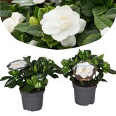 Plant in a Box - Gardenia Jasminoides - Set van 2 - Onderhoudsvrije bloeiende kamerplant - Witte bloemen - Pot 13cm - Hoogte 20-30cm