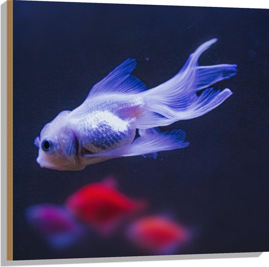Hout - Mooie Witte Vis in het Aquarium - 80x80 cm - 9 mm dik - Foto op Hout (Met Ophangsysteem)
