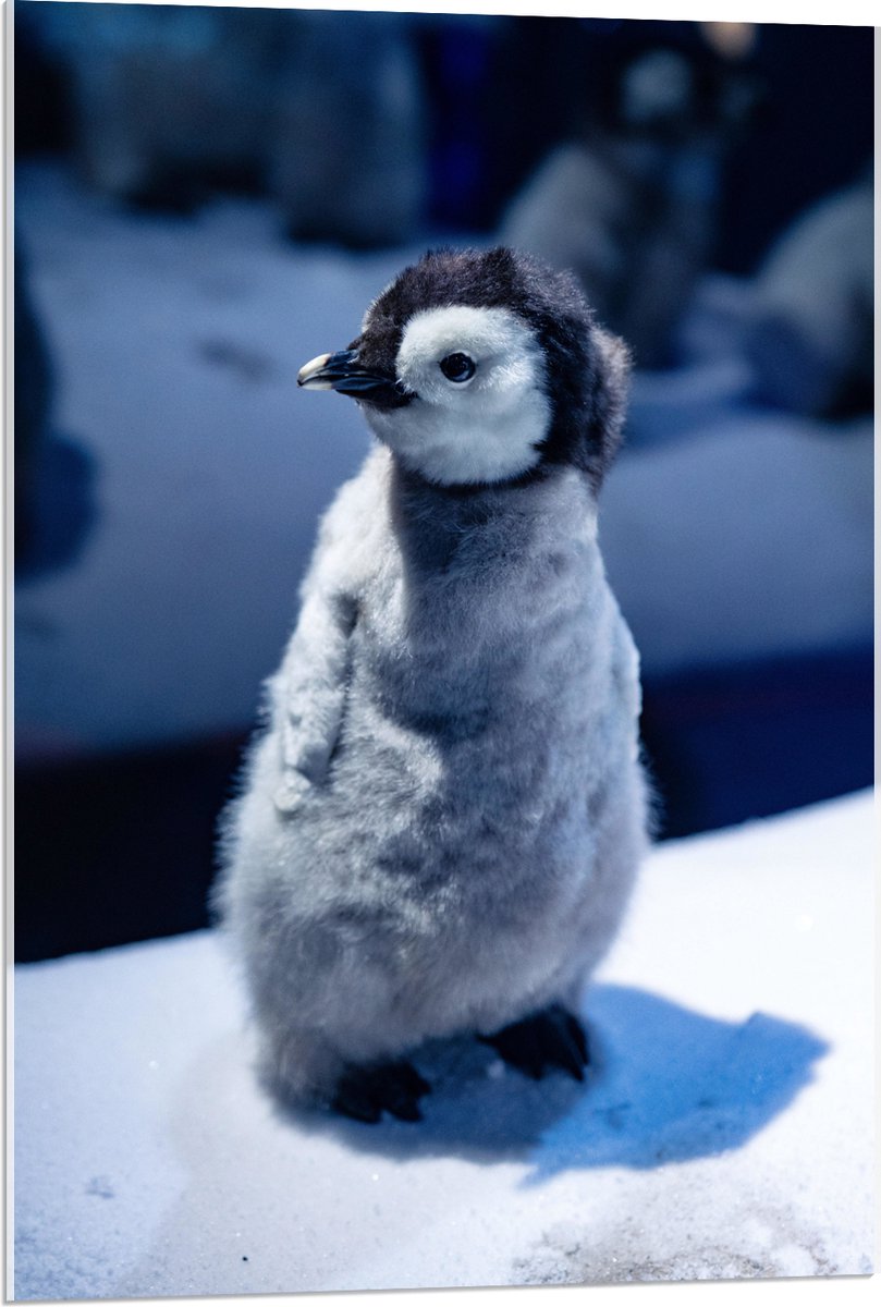 Acrylglas - Baby Pinguïn in de Sneeuw - 60x90 cm Foto op Acrylglas (Met Ophangsysteem)