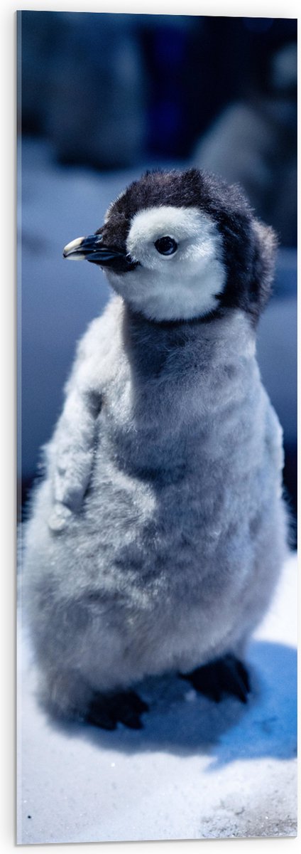 Acrylglas - Baby Pinguïn in de Sneeuw - 30x90 cm Foto op Acrylglas (Wanddecoratie op Acrylaat)