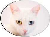 Dibond Ovaal - Witte Kat met Geel en Blauwe Ogen - 28x21 cm Foto op Ovaal (Met Ophangsysteem)