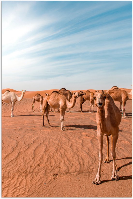 Poster Glanzend – Dromedarissen in de Woestijn - 60x90 cm Foto op Posterpapier met Glanzende Afwerking