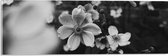 Acrylglas - Bloemen in het Zwart-Wit - 60x20 cm Foto op Acrylglas (Wanddecoratie op Acrylaat)