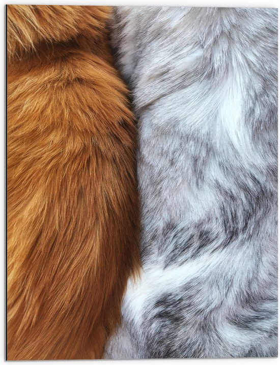 WallClassics - Dibond - Kattenvachten in Bruin en Grijs - 60x80 cm Foto op Aluminium (Met Ophangsysteem)