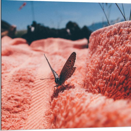 Dibond - Vlinder Zittend op Roze Handdoek - 80x80 cm Foto op Aluminium (Met Ophangsysteem)