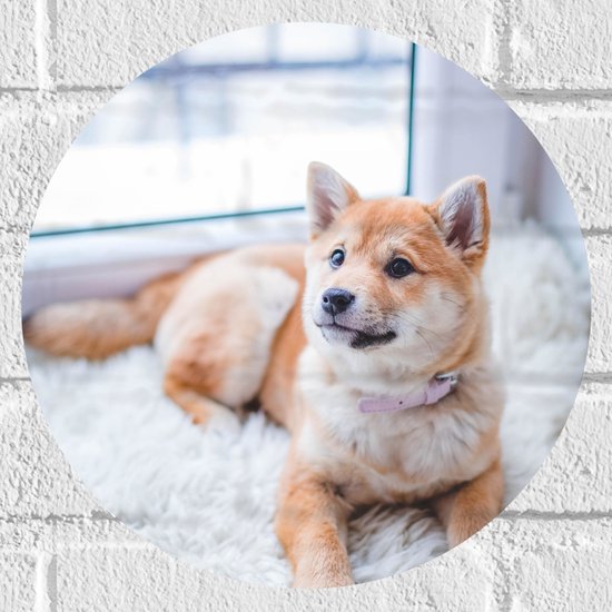 WallClassics - Muursticker Cercle - Shiba Inu Marron Clair Allongé sur Tapis Wit - 30x30 cm Photo sur Muursticker