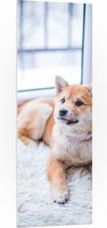 WallClassics - PVC Schuimplaat- Lichtbruine Shiba Inu Liggend op Wit Vloerkleed - 50x150 cm Foto op PVC Schuimplaat