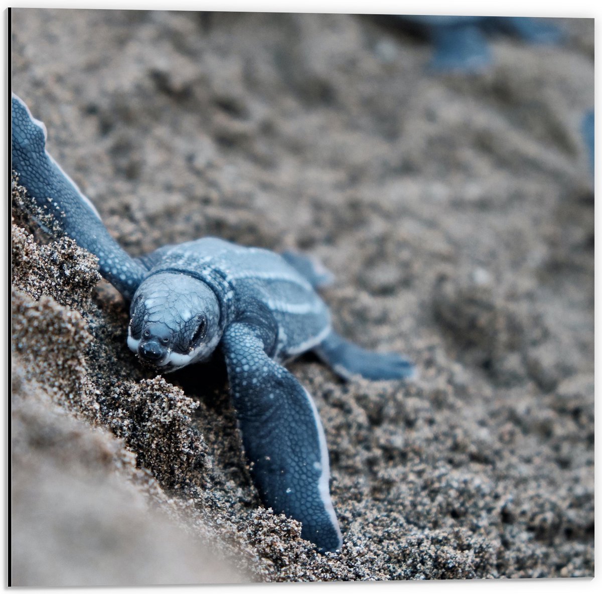 Dibond - Baby Schildpadden in het Zand - 50x50 cm Foto op Aluminium (Wanddecoratie van metaal)