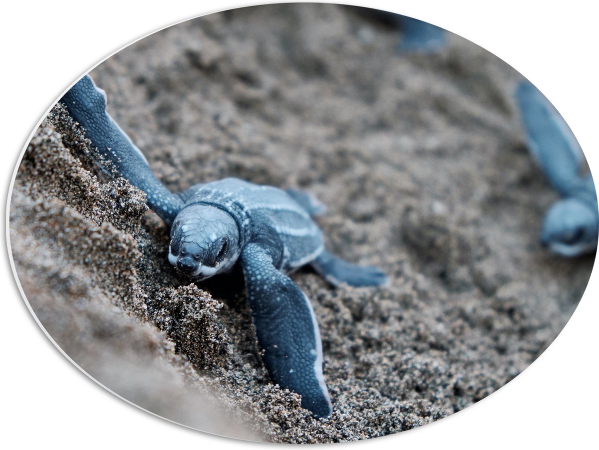 PVC Schuimplaat Ovaal - Baby Schildpadden in het Zand - 56x42 cm Foto op Ovaal (Met Ophangsysteem)