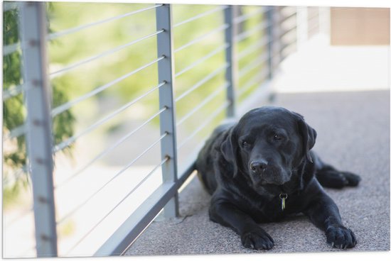 WallClassics - Vlag - Liggendde Hond op Stoep - 75x50 cm Foto op Polyester Vlag