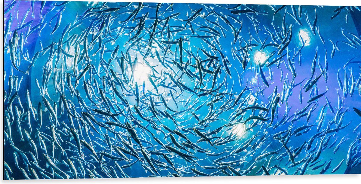 Dibond - School Vissen in een Groot Aquarium - 100x50 cm Foto op Aluminium (Met Ophangsysteem)