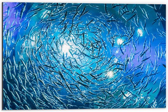 Dibond - School Vissen in een Groot Aquarium - 60x40 cm Foto op Aluminium (Wanddecoratie van metaal)