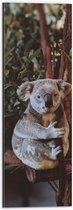 WallClassics - Dibond - Koala Zittend op Bruine Takken met Groene Bladeren - 20x60 cm Foto op Aluminium (Wanddecoratie van metaal)