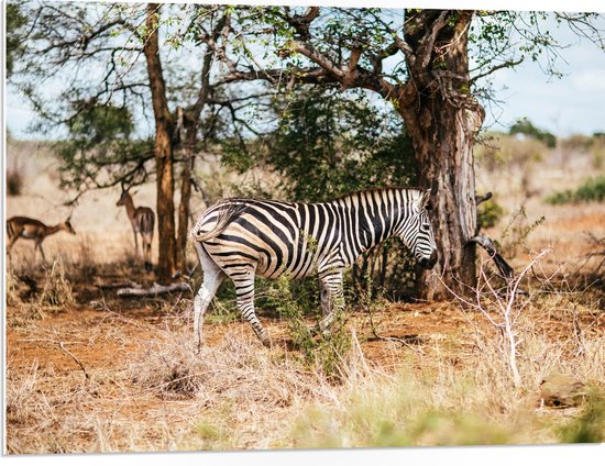 WallClassics - PVC Schuimplaat- Gestreepte Zebra bij Bomen in Droog Landschap - 80x60 cm Foto op PVC Schuimplaat