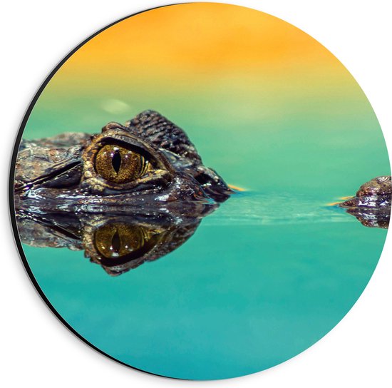 WallClassics - Dibond Muurcirkel - Kleine Alligator aan Blauw Wateroppervlak met Oranje Lucht - 20x20 cm Foto op Aluminium Muurcirkel (met ophangsysteem)