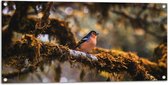 Tuinposter – Kleine Blauw-Oranje Vogel op een Tak - 100x50 cm Foto op Tuinposter (wanddecoratie voor buiten en binnen)