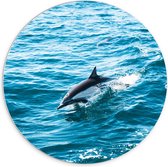 WallClassics - PVC Schuimplaat Muurcirkel - Dolfijn Zwemmend in de Zee - 70x70 cm Foto op Muurcirkel (met ophangsysteem)