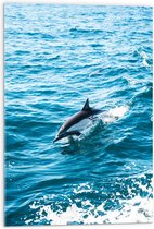 WallClassics - Acrylglas - Dolfijn Zwemmend in de Zee - 50x75 cm Foto op Acrylglas (Met Ophangsysteem)