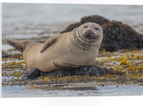 WallClassics - PVC Schuimplaat- Chillende Zeehond op Rots in Water - 75x50 cm Foto op PVC Schuimplaat