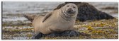 WallClassics - Dibond - Chillende Zeehond op Rots in Water - 60x20 cm Foto op Aluminium (Met Ophangsysteem)