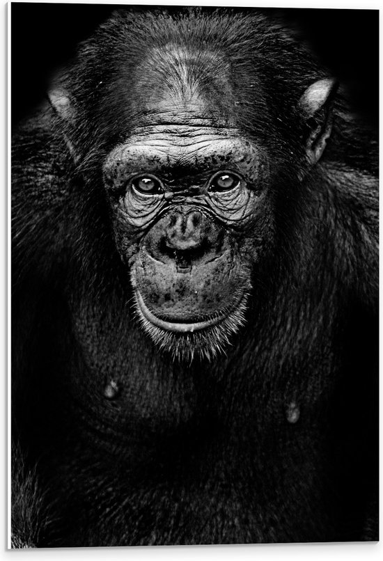 PVC Schuimplaat- Chimpansee van Dichtbij in Zwart-Wit - 40x60 cm Foto op PVC Schuimplaat