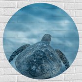 Muursticker Cirkel - Zeeschildpad Zwemmend aan het Oppervlak van het Water - 80x80 cm Foto op Muursticker