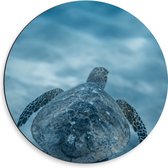 Dibond Muurcirkel - Zeeschildpad Zwemmend aan het Oppervlak van het Water - 50x50 cm Foto op Aluminium Muurcirkel (met ophangsysteem)