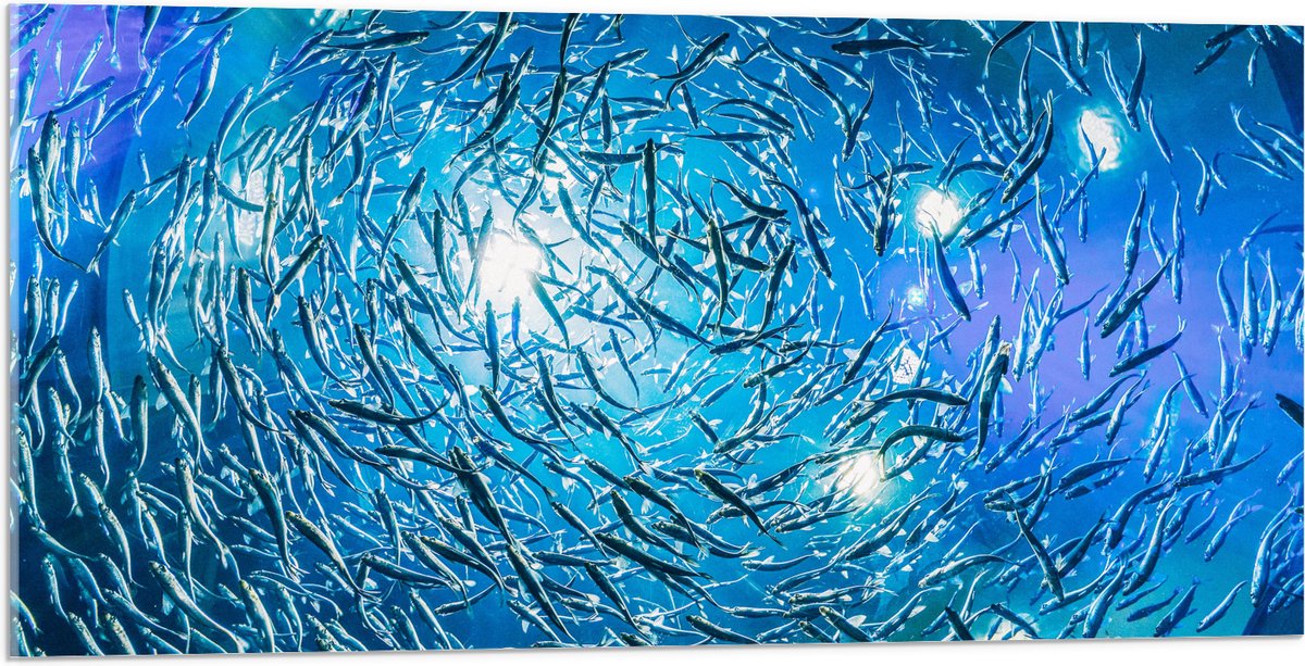 Acrylglas - School Vissen in een Groot Aquarium - 100x50 cm Foto op Acrylglas (Met Ophangsysteem)