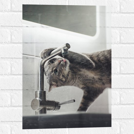 WallClassics - Muursticker - Grijze Kat drinkend uit Kraan - 40x60 cm Foto op Muursticker