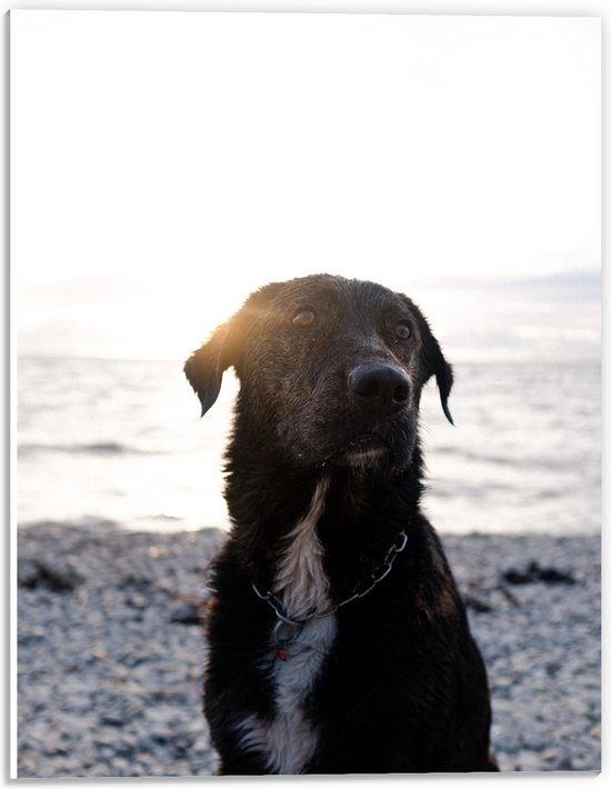 PVC Schuimplaat- Zwarte Hond met Witte Bef op het Strand bij Avondzon - 30x40 cm Foto op PVC Schuimplaat