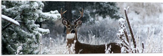 WallClassics - Acrylglas - Klein Hert met Gewei in Sneeuwbos met Bomen - 120x40 cm Foto op Acrylglas (Met Ophangsysteem)