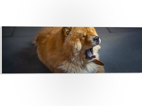 WallClassics - PVC Schuimplaat - Gapende Lichtkleurige Chowchow Hond - 60x20 cm Foto op PVC Schuimplaat (Met Ophangsysteem)