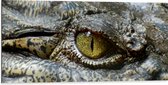 Dibond - Oog van een Krokodil - 100x50 cm Foto op Aluminium (Met Ophangsysteem)