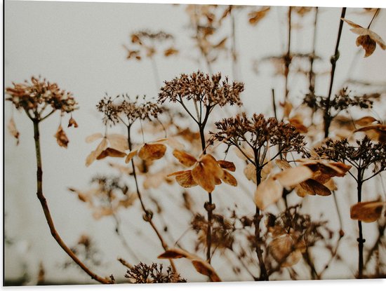 Dibond - Bruine Bloemen en Planten met Grijze Achtergrond - 80x60 cm Foto op Aluminium (Wanddecoratie van metaal)