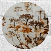 Muursticker Cirkel - Bruine Bloemen en Planten met Grijze Achtergrond - 20x20 cm Foto op Muursticker