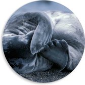 WallClassics - PVC Schuimplaat Muurcirkel - Beschaamde Zeehond - 50x50 cm Foto op Muurcirkel (met ophangsysteem)