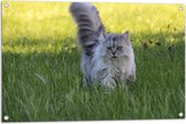 WallClassics - Tuinposter – Langharige Beige Kat in Perfect Gemaaid Gras - 90x60 cm Foto op Tuinposter (wanddecoratie voor buiten en binnen)