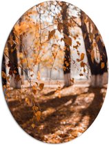 Dibond Ovaal - Herfstbladeren aan Tak Hangend in Bos met Zonnestralen - 81x108 cm Foto op Ovaal (Met Ophangsysteem)