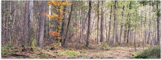 Poster (Mat) - Kaal Bos in de Herfst in Nederland - 120x40 cm Foto op Posterpapier met een Matte look