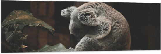 WallClassics - Vlag - Omhelzende Koala bij Boom en Bladeren - 150x50 cm Foto op Polyester Vlag